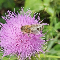 Apis mellifera