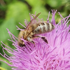 Apis mellifera