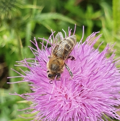 Apis mellifera