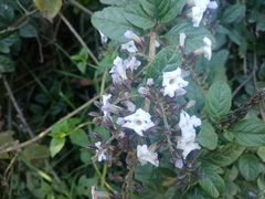 Duranta mutisii