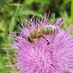 Apis mellifera