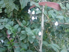 Duranta mutisii