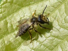 Andrena denticulata