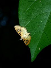 Cotachena histricalis