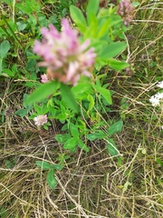 Trifolium medium