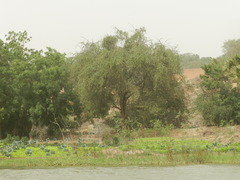 Balanites aegyptiaca