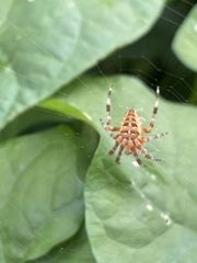 Araneus diadematus