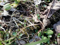 Primula elatior