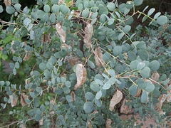 Colutea orientalis