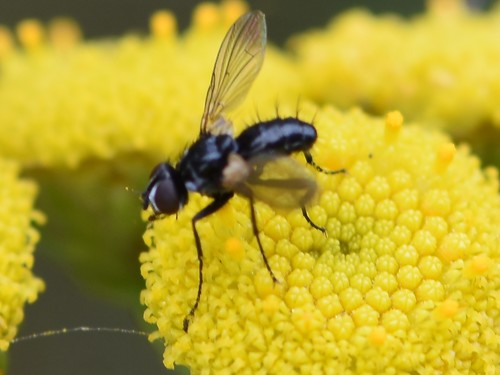 Phania funesta, Groesbeek, Nederland, photo 7 of 10