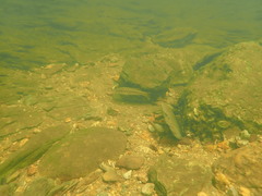 Micropterus coosae
