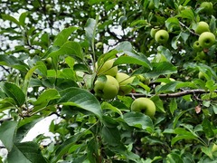Malus orientalis