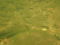 Micropterus coosae
