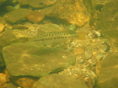 Micropterus coosae