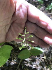 Neottia banksiana
