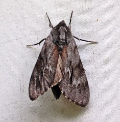 Lapara coniferarum