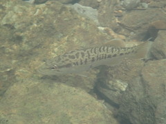 Micropterus coosae