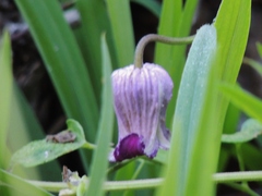Clematis pitcheri pitcheri