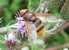 Volucella zonaria