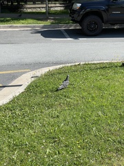 Columba livia domestica