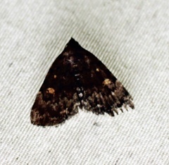 Idia scobialis