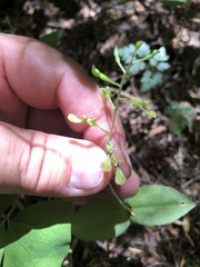 Neottia banksiana