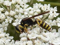Ectemnius lituratus