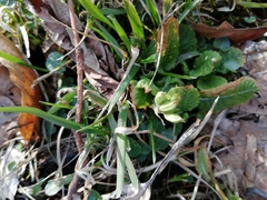 Primula elatior