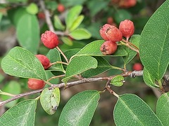 Cotoneaster meyeri