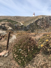 Armeria berlengensis