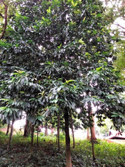 Garcinia atroviridis