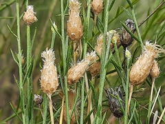 Psephellus ruprechtii