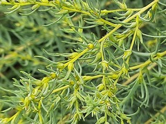 Salsola daghestanica