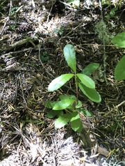 Neottia banksiana