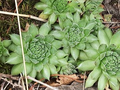 Sempervivum pumilum