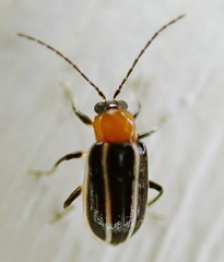 Acalymma vinctum