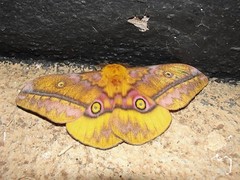 Nudaurelia wahlbergii