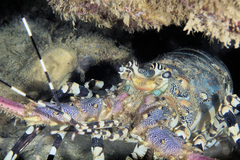 Panulirus ornatus