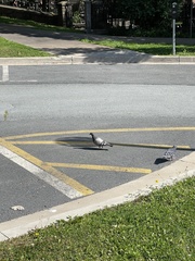 Columba livia domestica