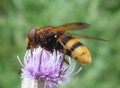 Volucella zonaria