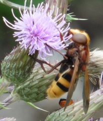 Volucella zonaria