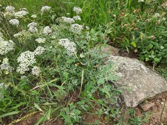 Chenopodium sosnowskyi