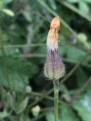Crepis foetida