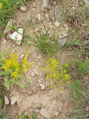 Peucedanum ruthenicum
