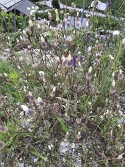 Crepis foetida