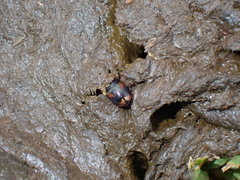 Sphaeridium scarabaeoides