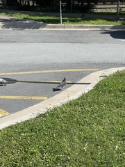Columba livia domestica