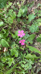 Geranium palustre