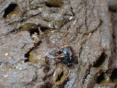 Sphaeridium scarabaeoides