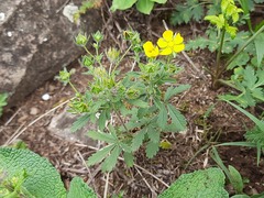Potentilla adscharica